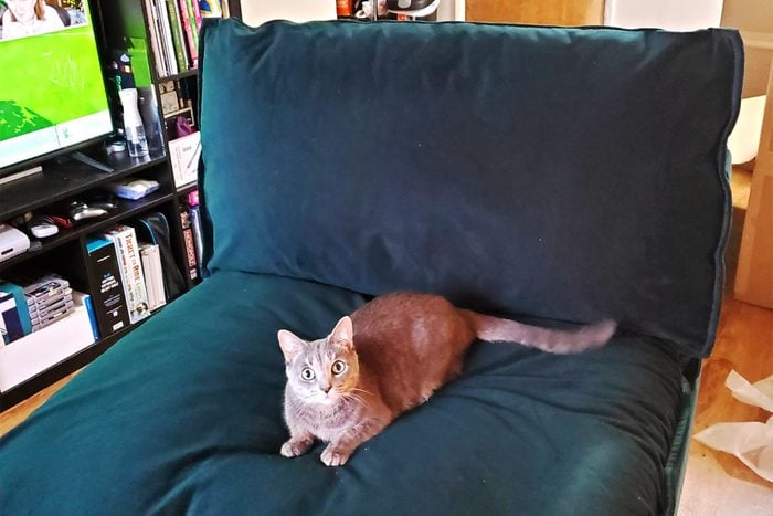 Cat on Albany Park couch